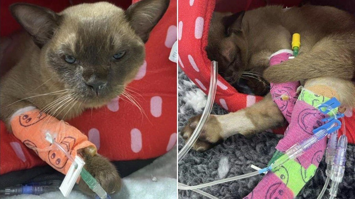 motanul a supravietuit 55 de minute in masina de spalat