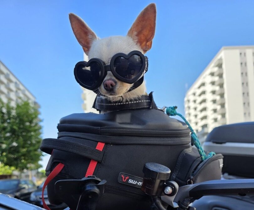 Cățelușă cu ochelari pe motocicletă