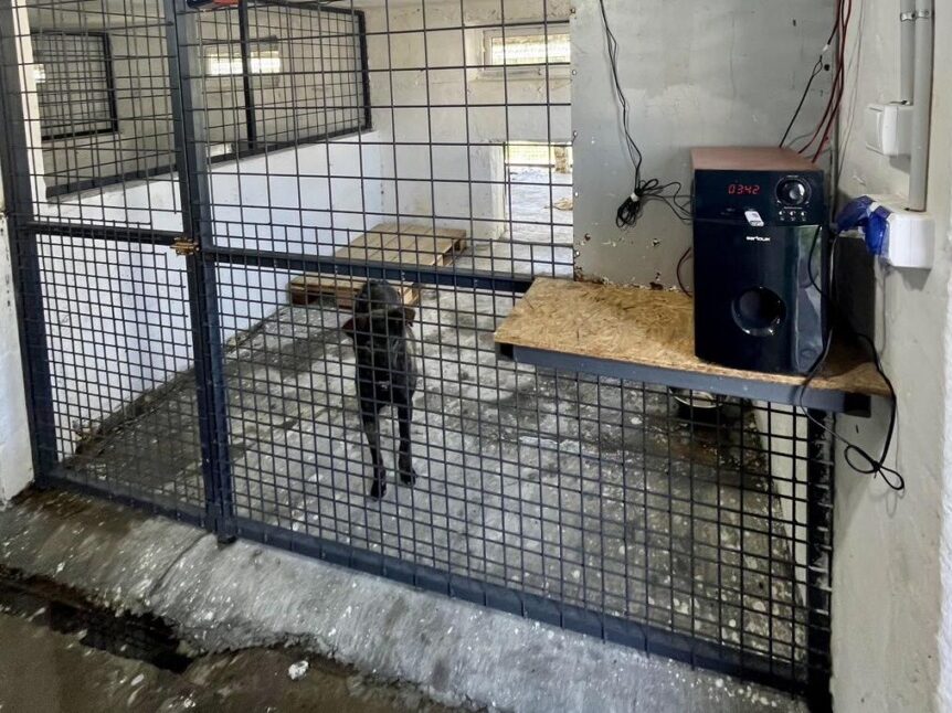 Câine în adăpostul ASPA din Bragadiru