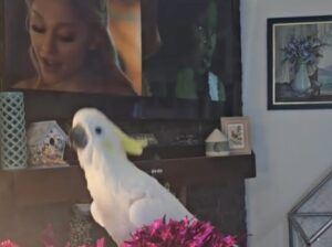 Un papagal se uită la televizor