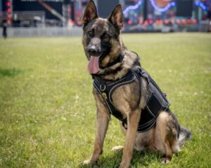 Nino, câine antidrog, la festivalul Beach, Please!