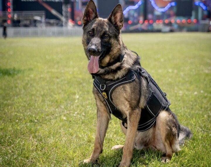 Nino, câine antidrog, la festivalul Beach, Please!