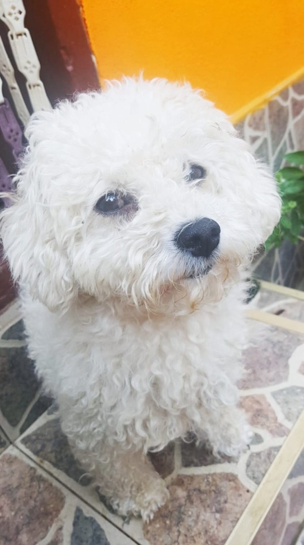 Bichon