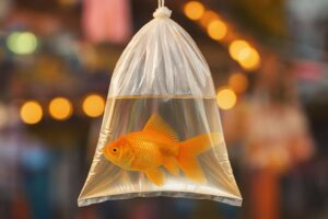 Pește auriu în pungă