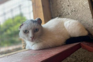 O pisica alba cu urechile amputate