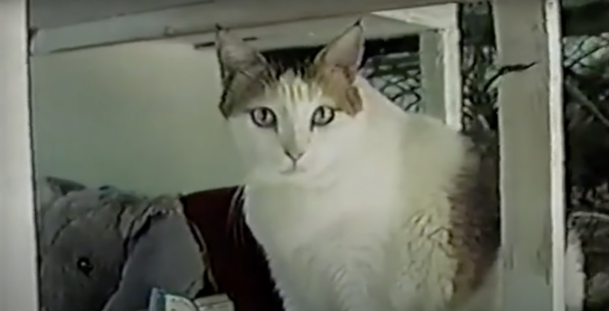 cea mai batrana pisica din lume