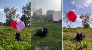 pisica Zelda cu baloane