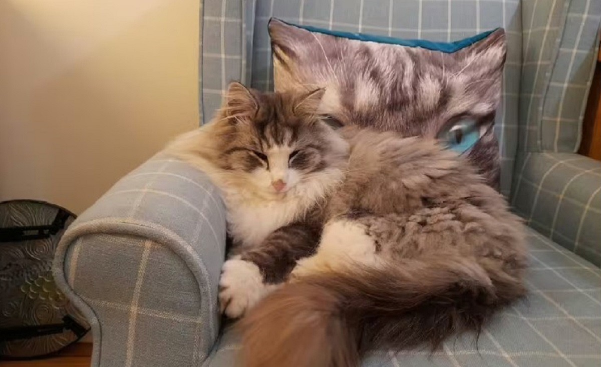 pisica sta pe fotoliu