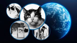 pisica trimisa in spatiu