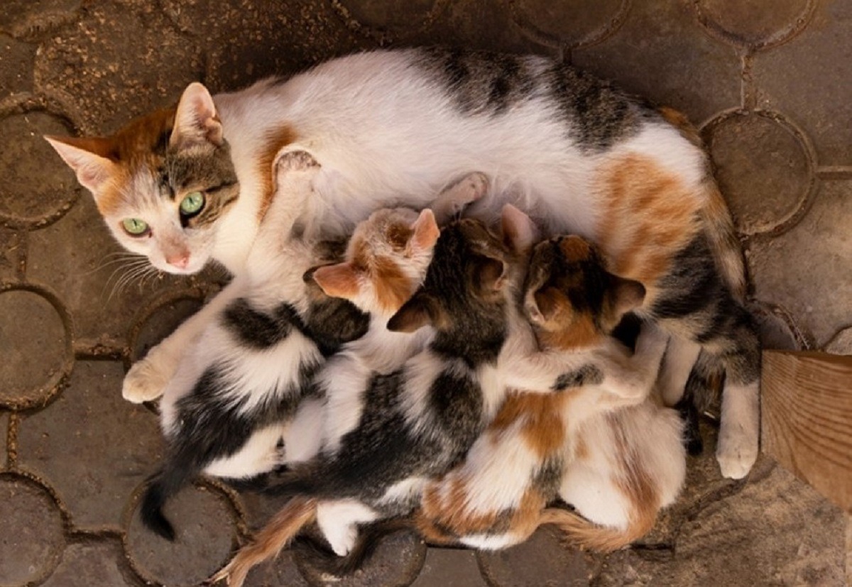 pisica isi alapteaza puii