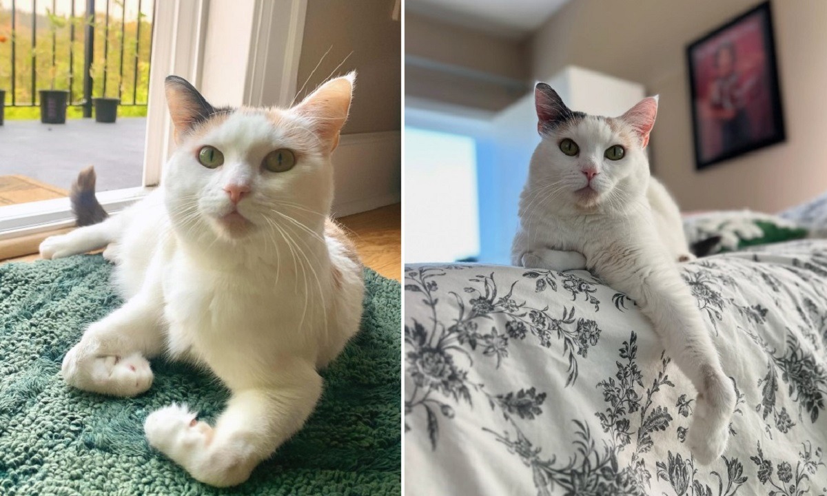 o pisica alba cu labutele diferite