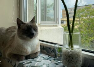 Pisică la fereastră