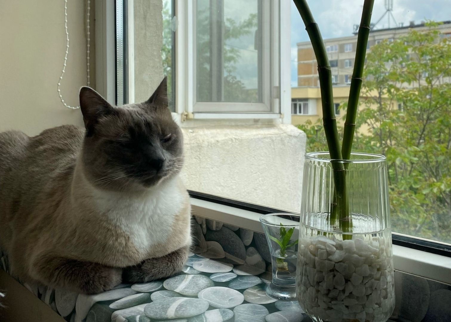 Pisică la fereastră