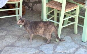 Pisică la terasă