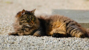 Pisică pufoasă care stă pe jos.