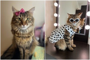 Colaj cu pisica Sushi