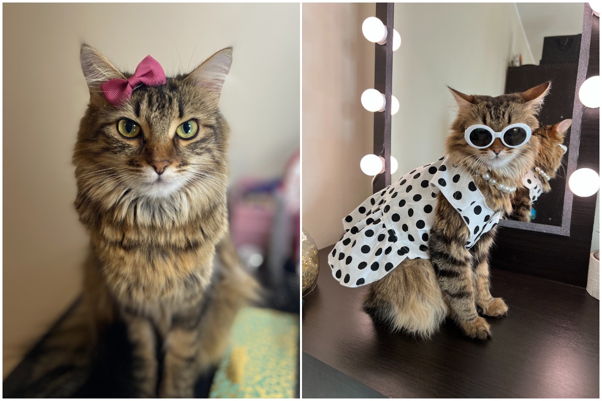 Colaj cu pisica Sushi