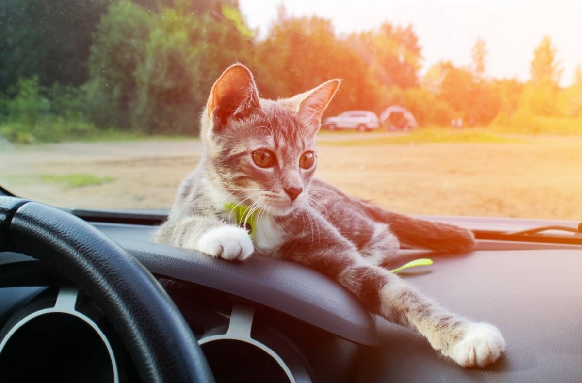pisica sta pe bordul masinii