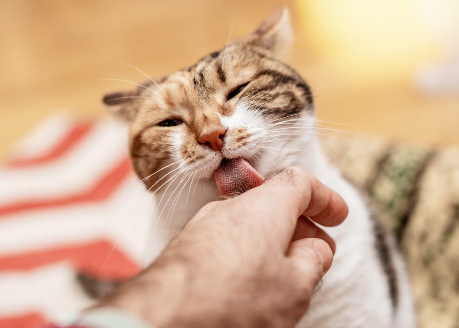 pisica linge mana stapanului