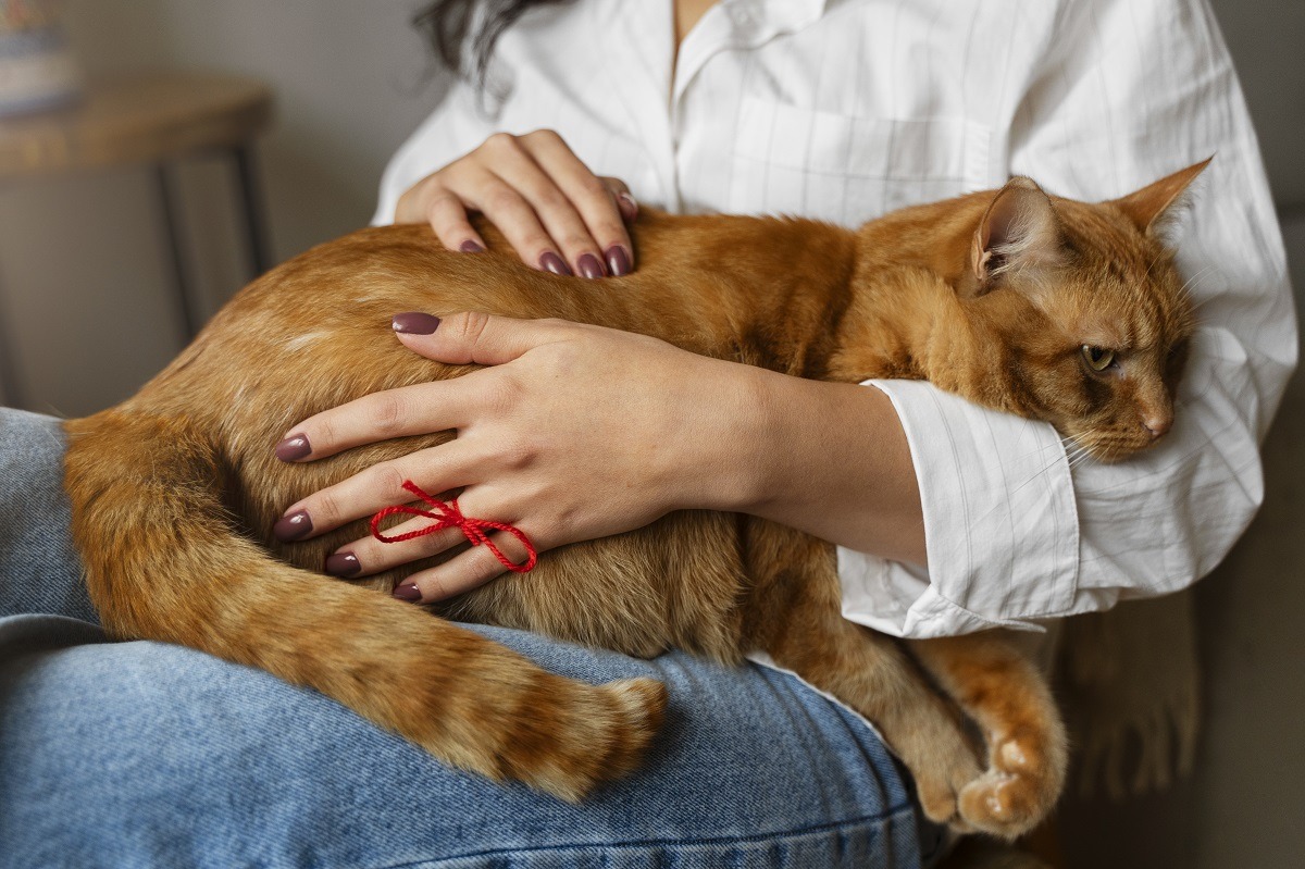 pisica e mangaiata de stapana