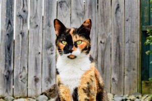o felina calico
