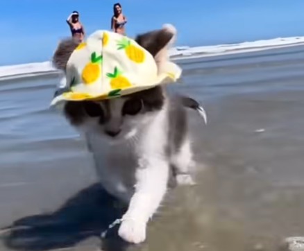 O pisicuță cu pălărie aleargă pe plajă