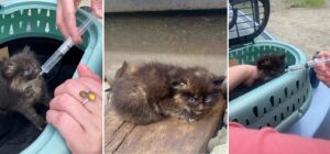 o pisicuta salvata de pe calea ferata