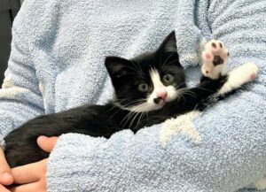 Pisoi ținut în brațe