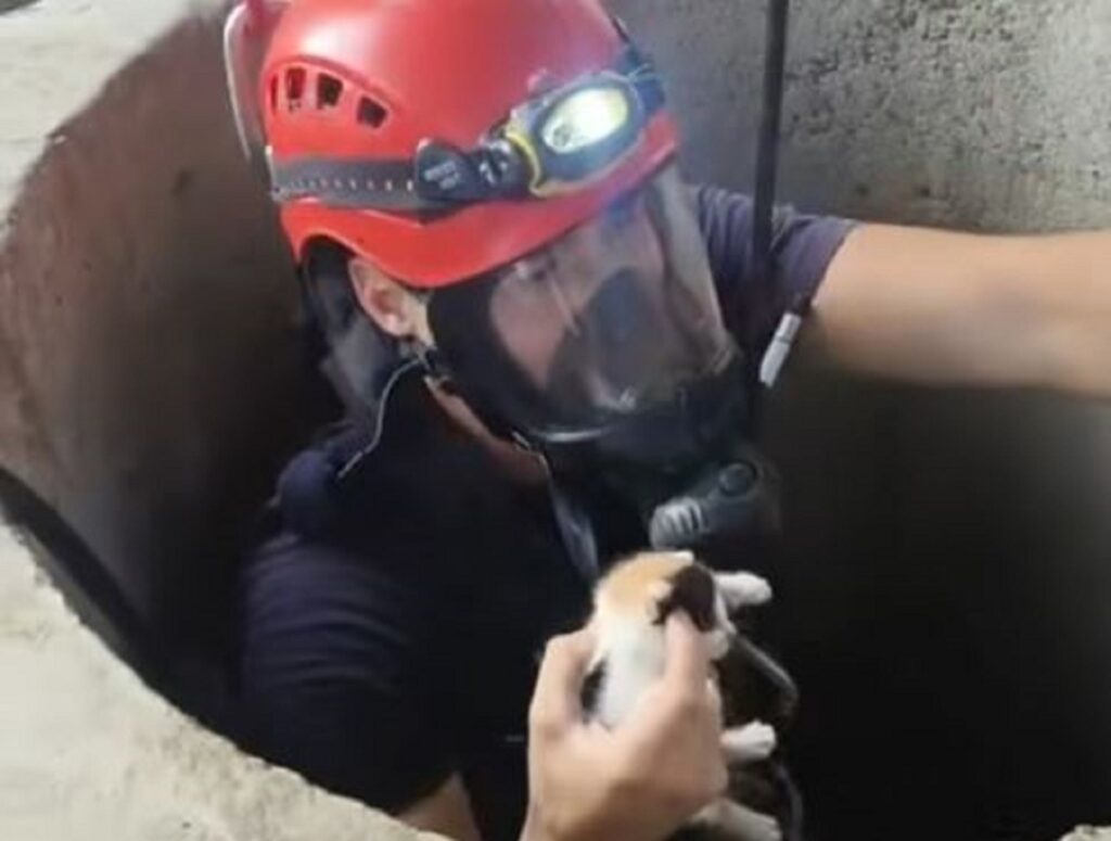 Un pompier scoate un pisoi dintr-o fântână