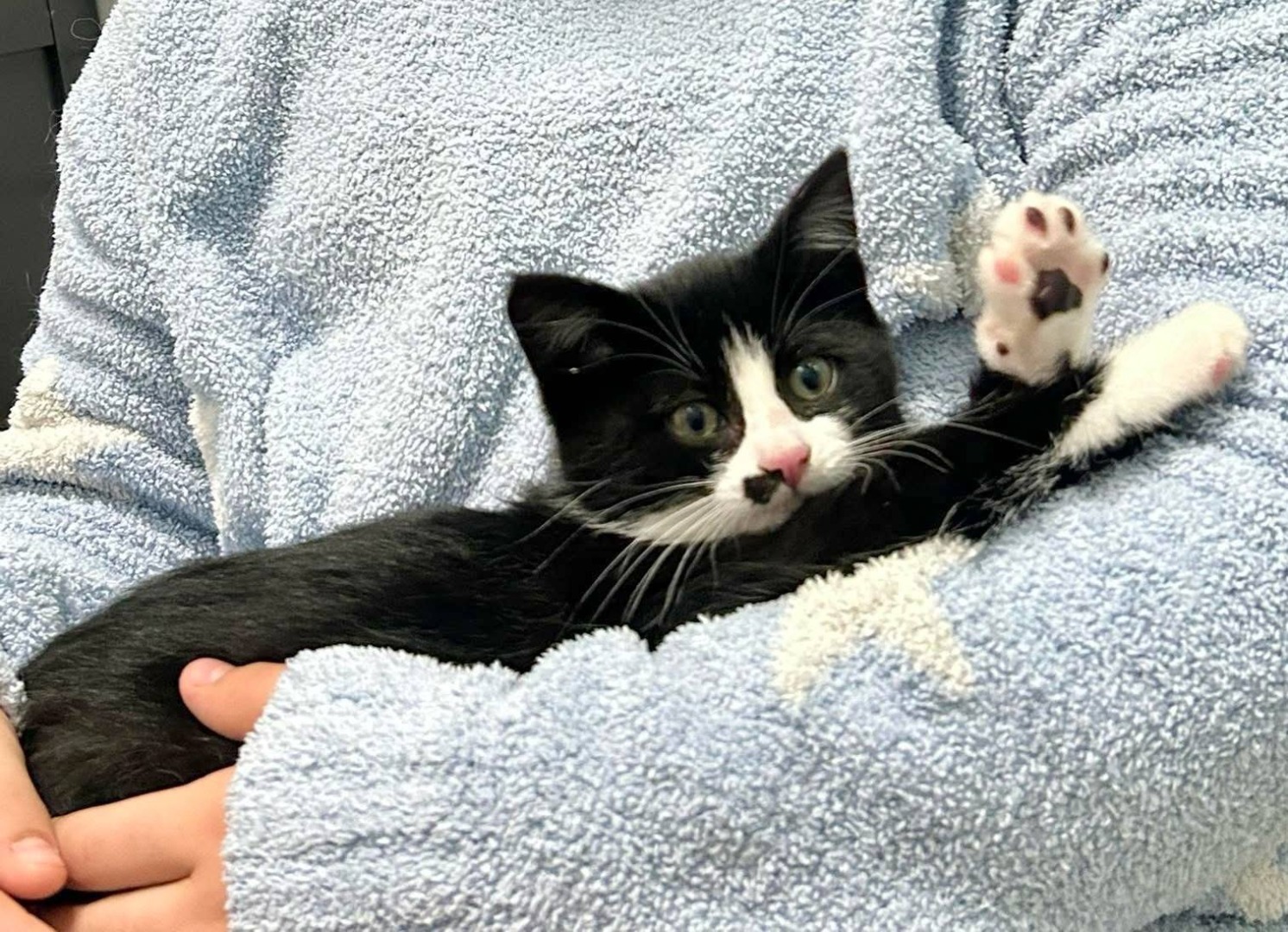 Pisoi ținut în brațe