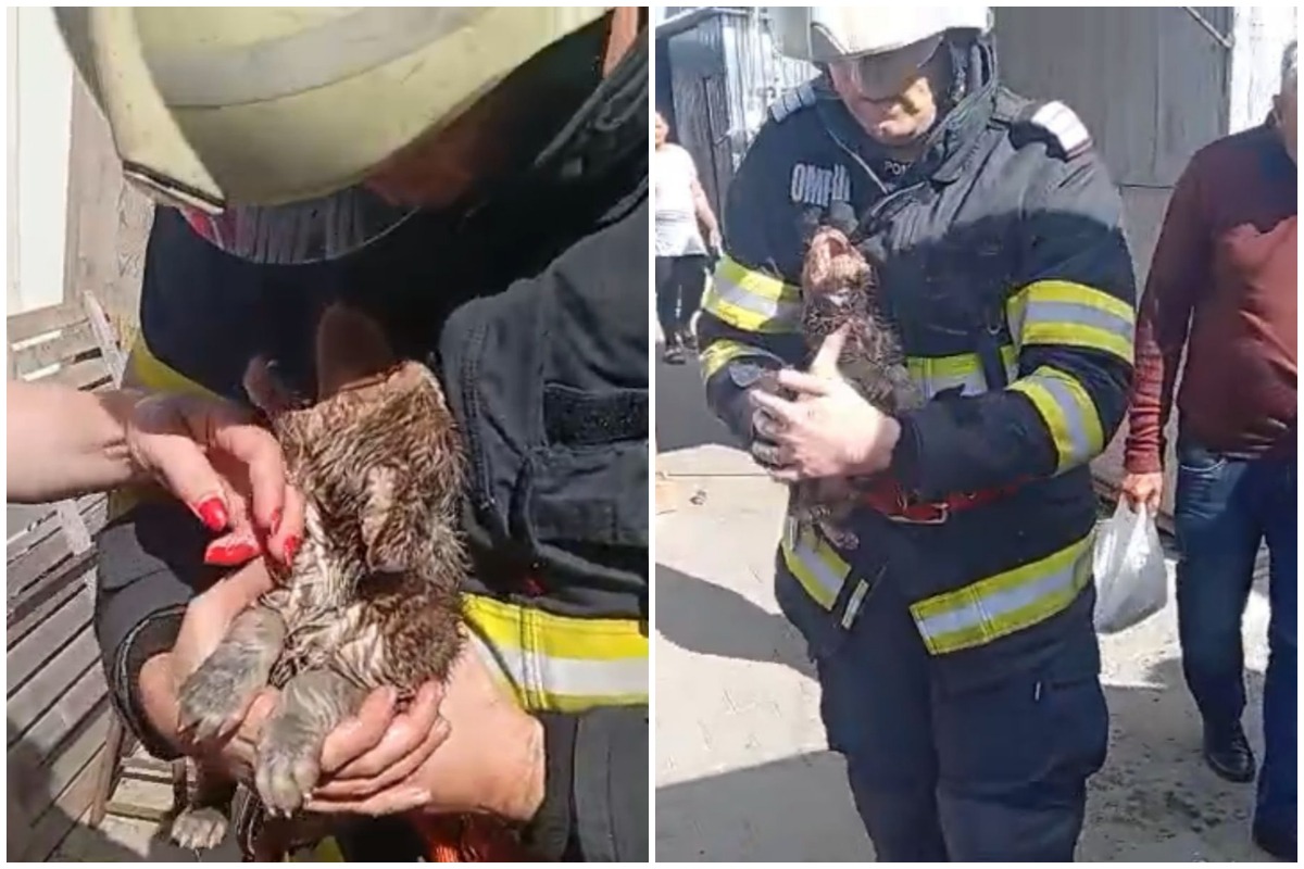 Pompierii salvand catelul