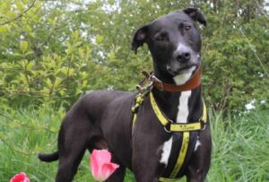 cainele sta in padure