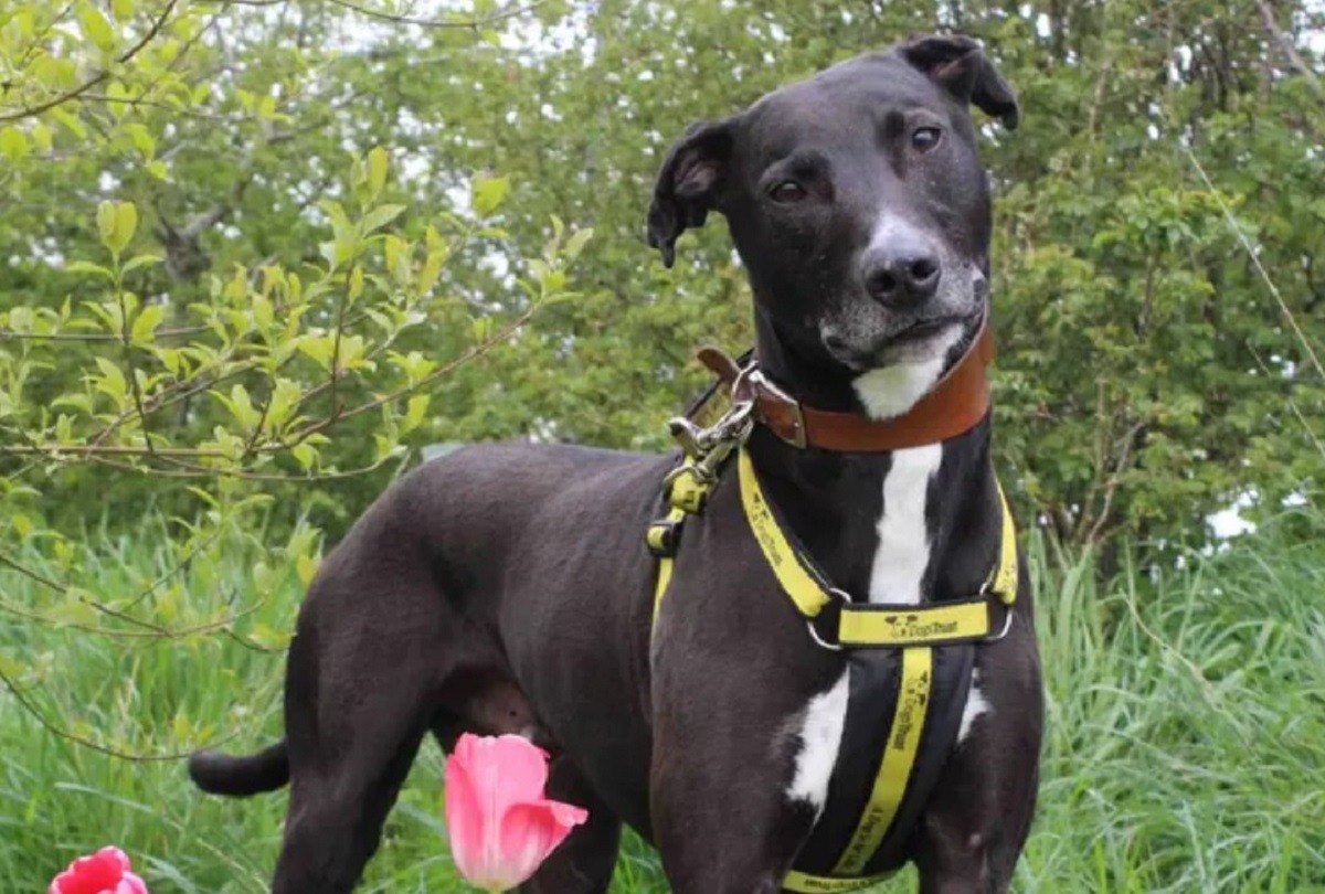 cainele sta in padure