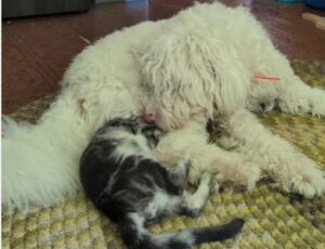 Un câine și o pisică se joacă