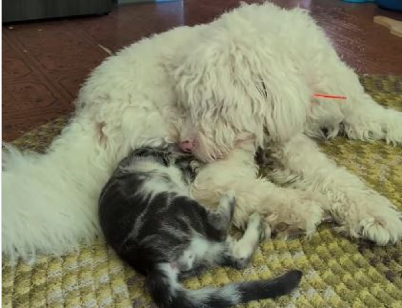 Un câine și o pisică se joacă