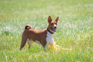 cainele Basenji