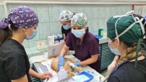 O pisică este sterilizată de veterinari