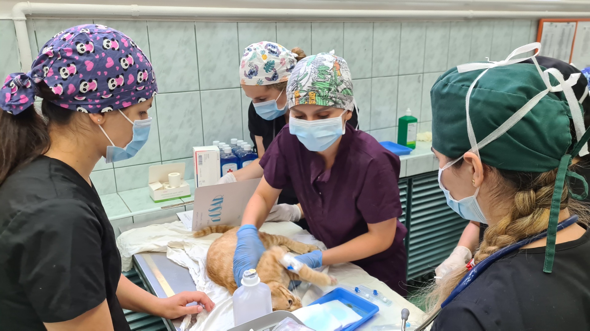 O pisică este sterilizată de veterinari