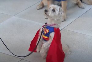 Câine îmbrăcat în uniformă de super erou