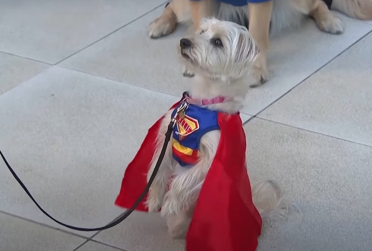 Câine îmbrăcat în uniformă de super erou