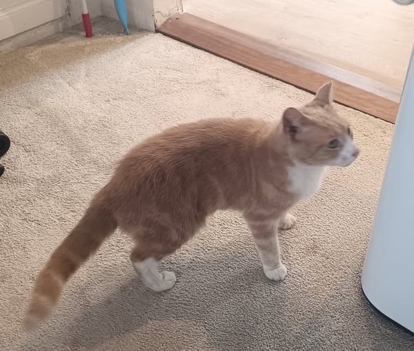 Motan portocaliu pe podea