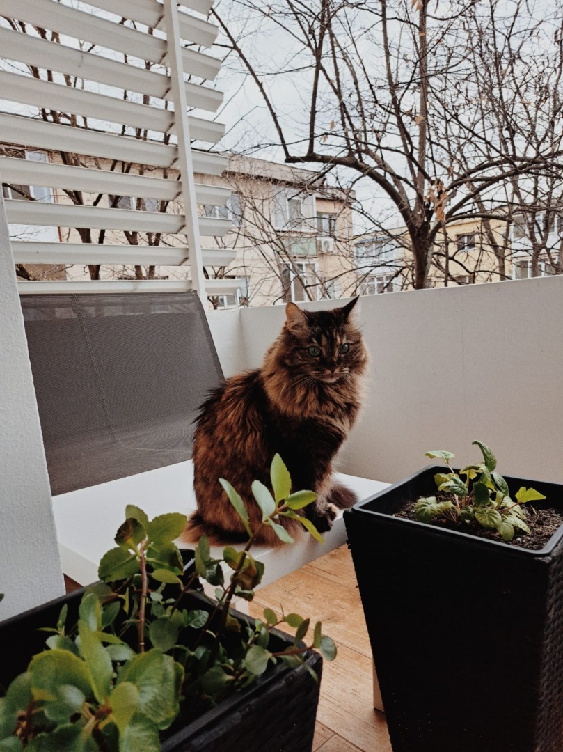 Tisha, Norvegiană de Pădure.