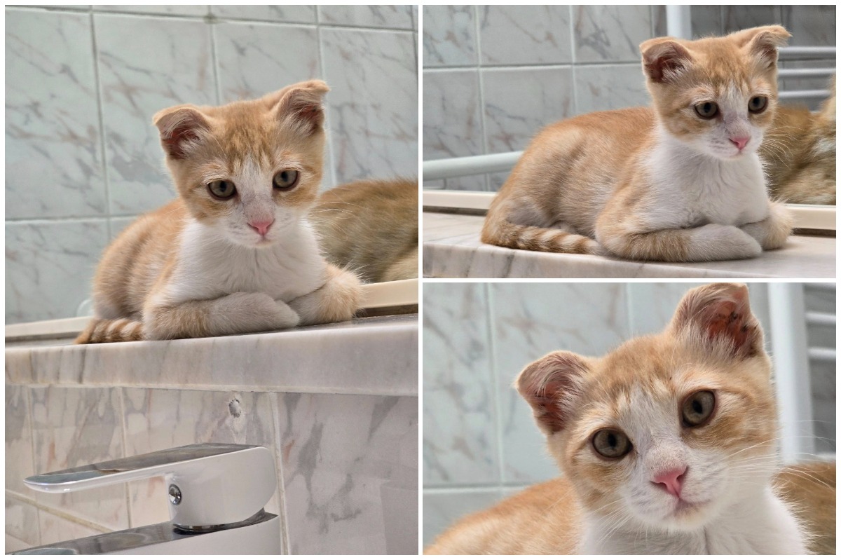 Colaj cu pisoiul portocaliu Toruk