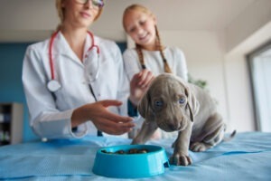 Cățel pe masa de consultație a unui veterinar care întinde mâna spre el, în timp ce o fetiță se uită.