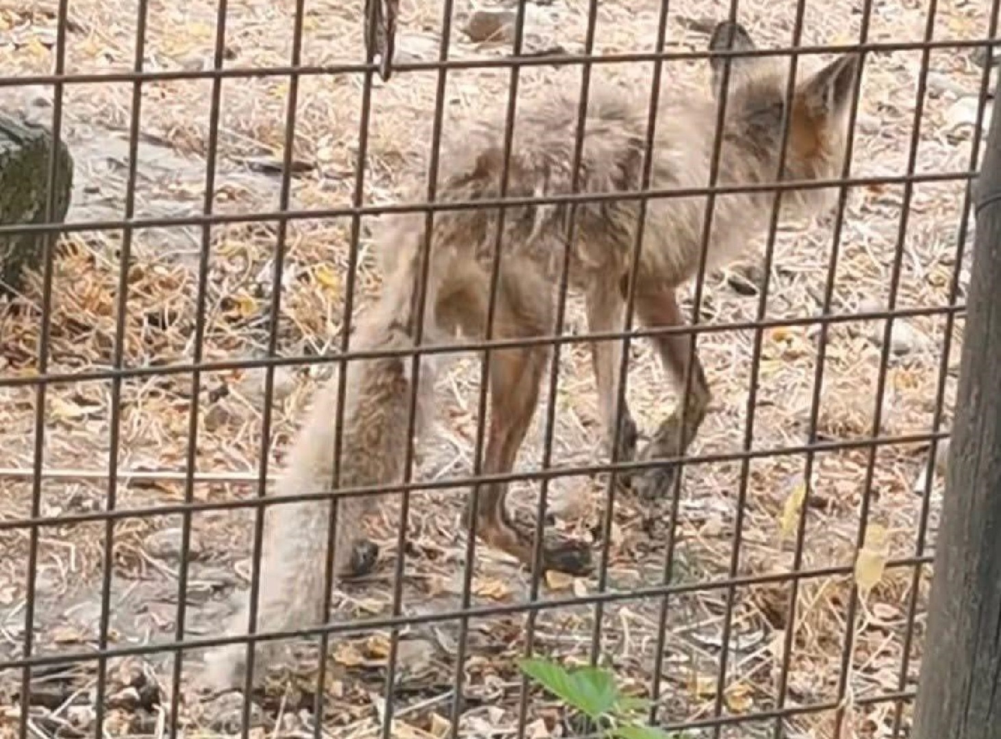 Vulpe neîngrijită în țarcul unei grădini zoologice