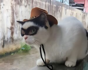 Motan alb cu pete negre la ochi și cu pălărie pe cap