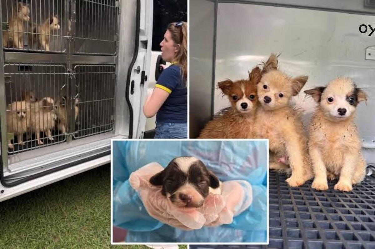 caini de rasa salvati