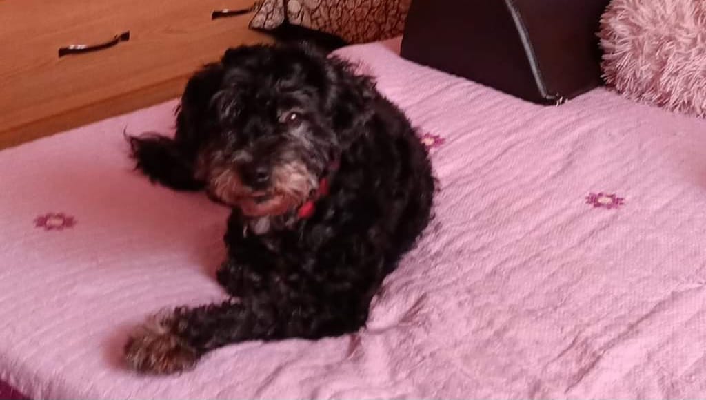 Câine așezat pe pat