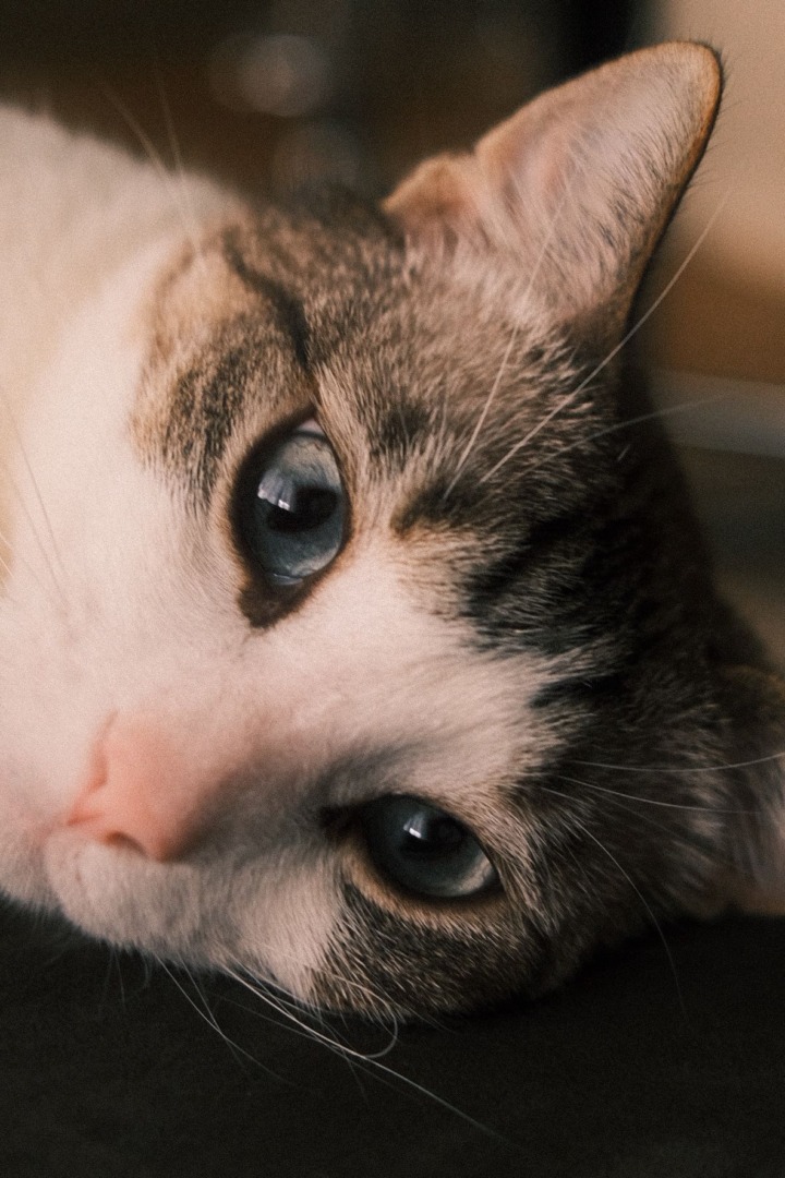 2bb20b4c-a0ba-42f4-87c1-64b3c92f3ba1