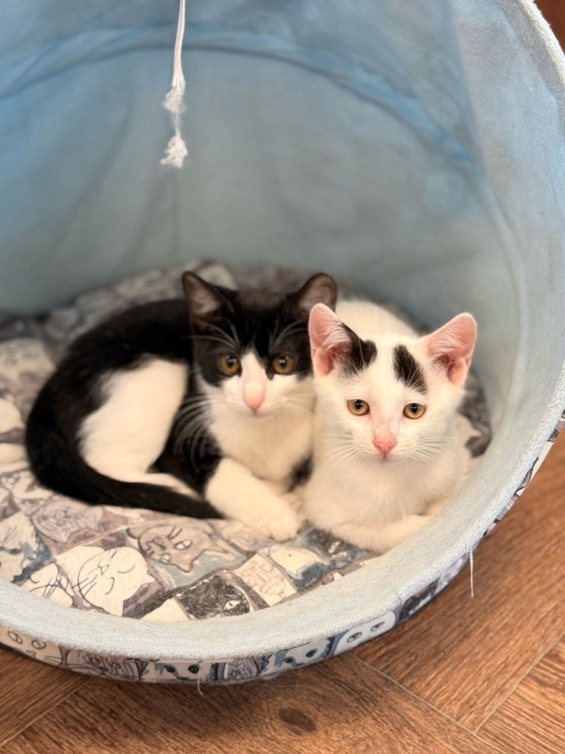 4a81db8f-b147-4a12-a36c-723a3956e431